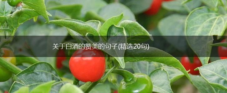 关于白酒的赞美的句子(精选20句),第1张