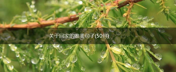 关于回家的唯美句子(50句),第1张