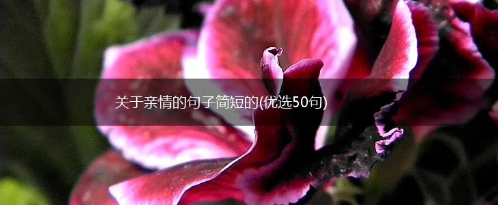 关于亲情的句子简短的(优选50句),第1张