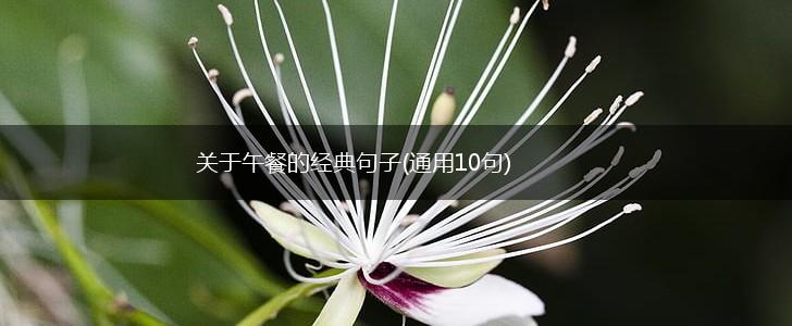 关于午餐的经典句子(通用10句),第1张