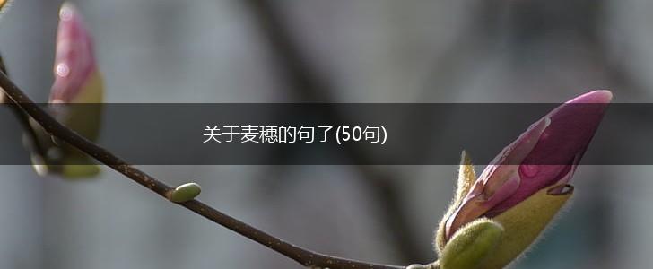 关于麦穗的句子(50句),第1张