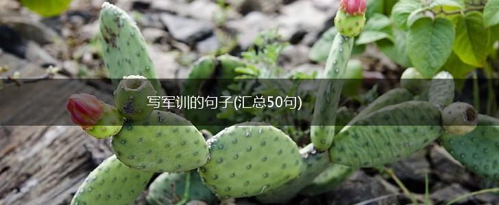 写军训的句子(汇总50句),第1张