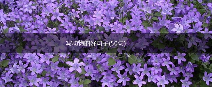 写动物的好句子(50句),第1张
