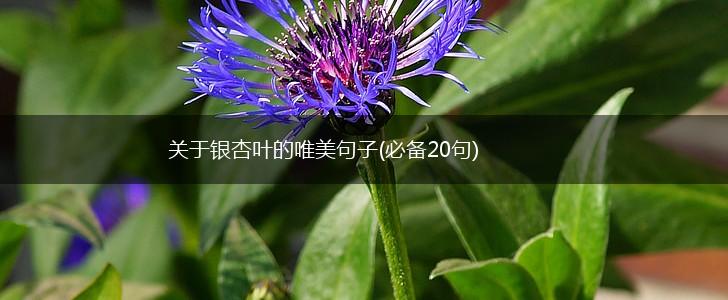 关于银杏叶的唯美句子(必备20句),第1张