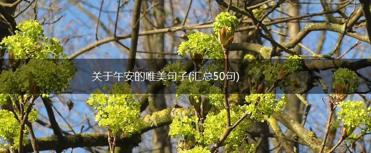 关于午安的唯美句子(汇总50句),第1张