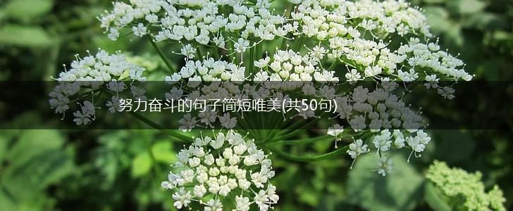 努力奋斗的句子简短唯美(共50句),第1张
