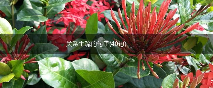 关系生疏的句子(40句),第1张