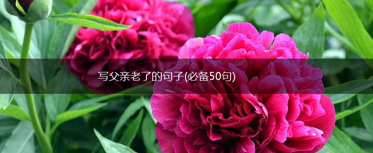 写父亲老了的句子(必备50句),第1张