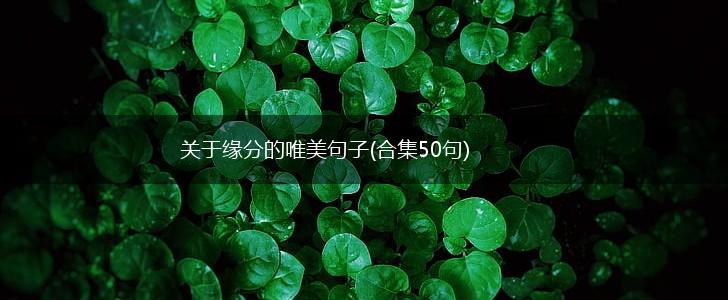 关于缘分的唯美句子(合集50句),第1张