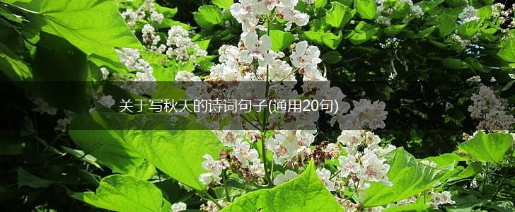 关于写秋天的诗词句子(通用20句),第1张