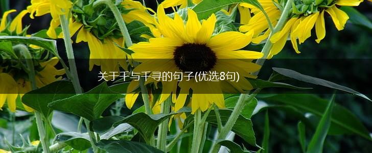 关于千与千寻的句子(优选8句),第1张