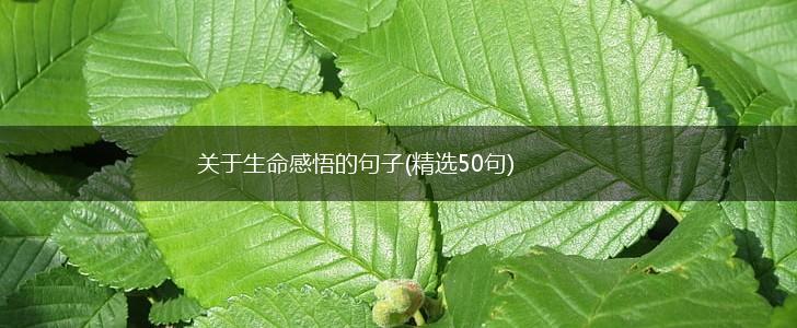 关于生命感悟的句子(精选50句),第1张