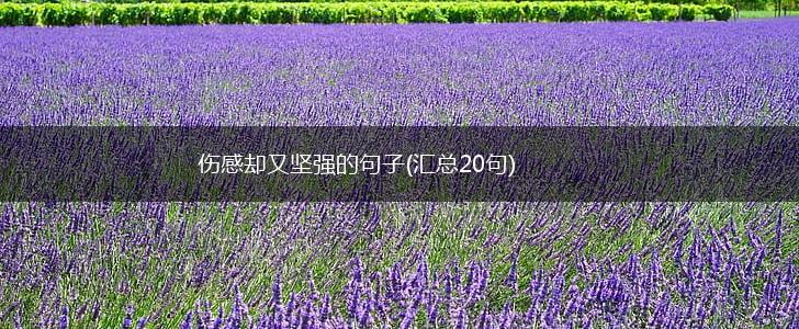 伤感却又坚强的句子(汇总20句),第1张