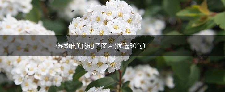 伤感唯美的句子图片(优选50句),第1张