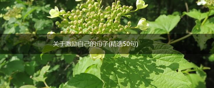 关于激励自己的句子(精选50句),第1张