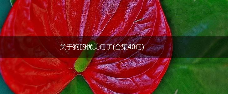 关于狗的优美句子(合集40句),第1张