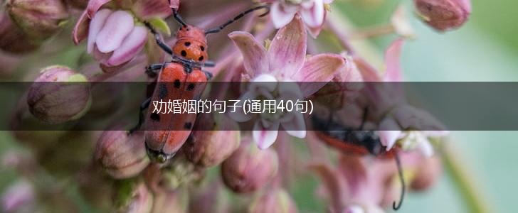 劝婚姻的句子(通用40句),第1张