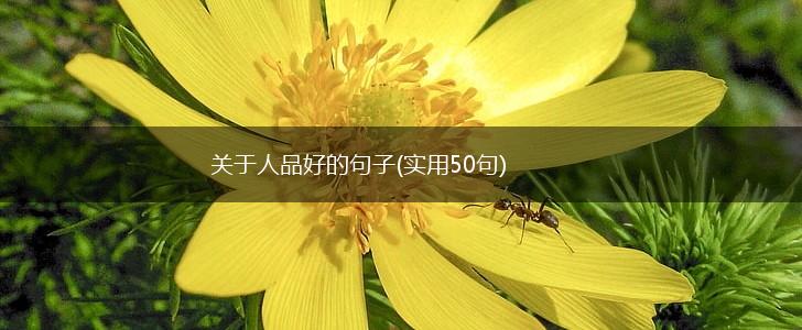 关于人品好的句子(实用50句),第1张