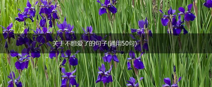 关于不想爱了的句子(通用50句),第1张