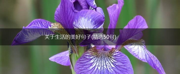 关于生活的美好句子(精选50句),第1张