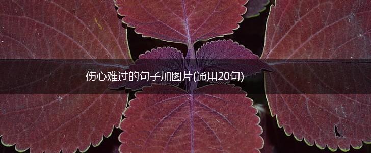 伤心难过的句子加图片(通用20句),第1张