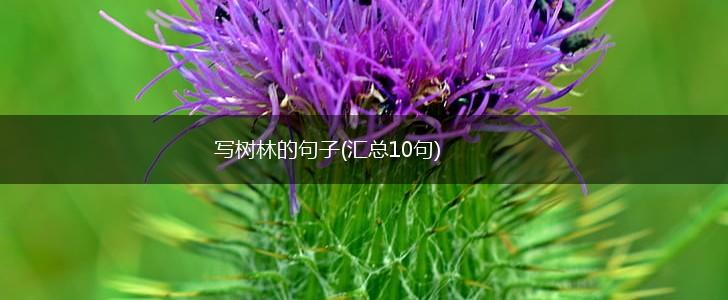写树林的句子(汇总10句),第1张