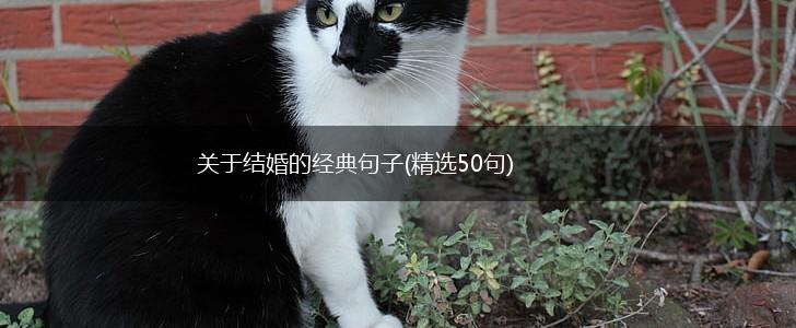 关于结婚的经典句子(精选50句),第1张