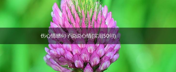 伤心情感句子说说心情(实用50句),第1张