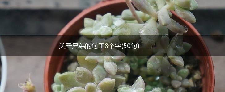 关于兄弟的句子8个字(50句),第1张