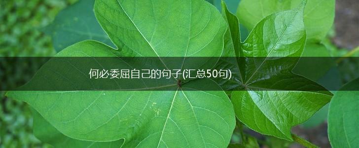 何必委屈自己的句子(汇总50句),第1张