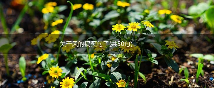 关于风的搞笑句子(共50句),第1张