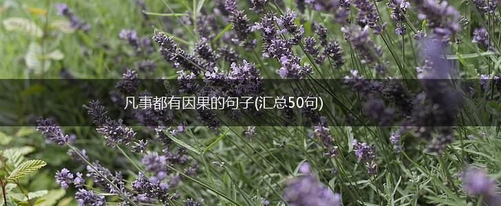 凡事都有因果的句子(汇总50句),第1张