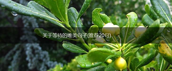 关于等待的唯美句子(推荐20句),第1张