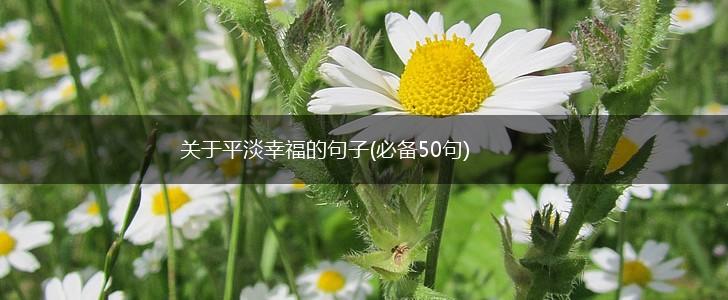 关于平淡幸福的句子(必备50句),第1张