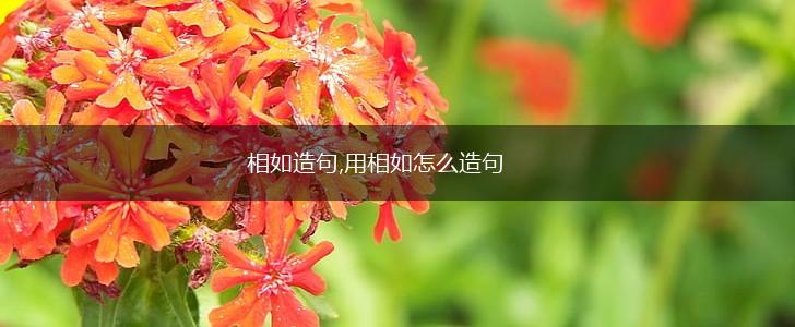 相如造句,用相如怎么造句,第1张