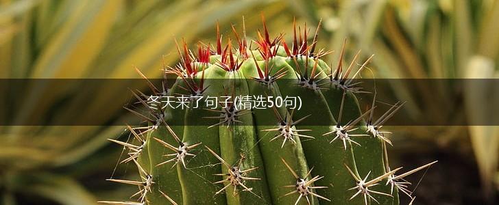 冬天来了句子(精选50句),第1张