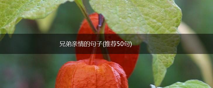 兄弟亲情的句子(推荐50句),第1张