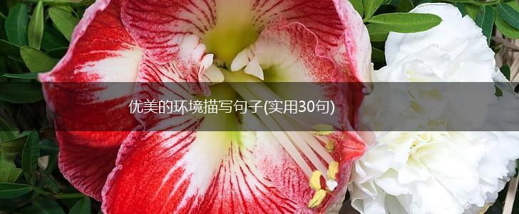 优美的环境描写句子(实用30句),第1张