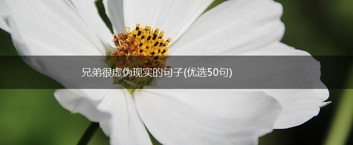 兄弟很虚伪现实的句子(优选50句),第1张