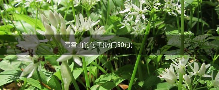 写雪山的句子(热门50句),第1张