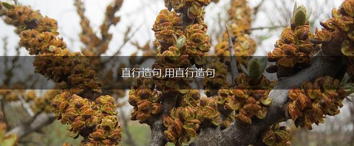 直行造句,用直行造句,第1张