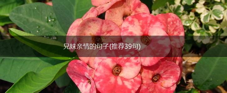兄妹亲情的句子(推荐39句),第1张