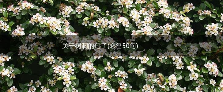 关于树洞的句子(必备50句),第1张