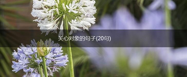 关心对象的句子(20句),第1张