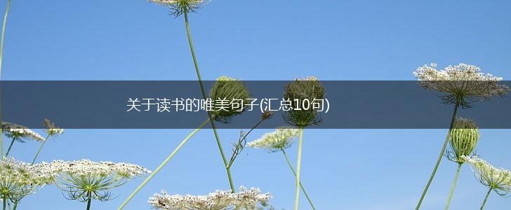 关于读书的唯美句子(汇总10句),第1张
