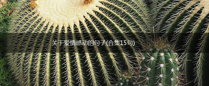关于爱情感动的句子(合集15句),第1张
