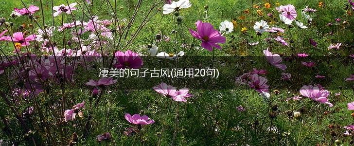 凄美的句子古风(通用20句),第1张