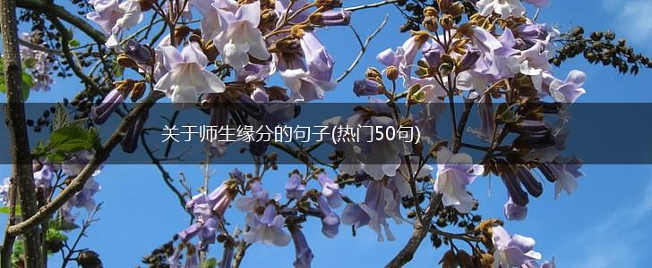 关于师生缘分的句子(热门50句),第1张
