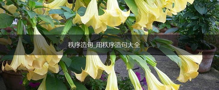 秩序造句_用秩序造句大全,第1张