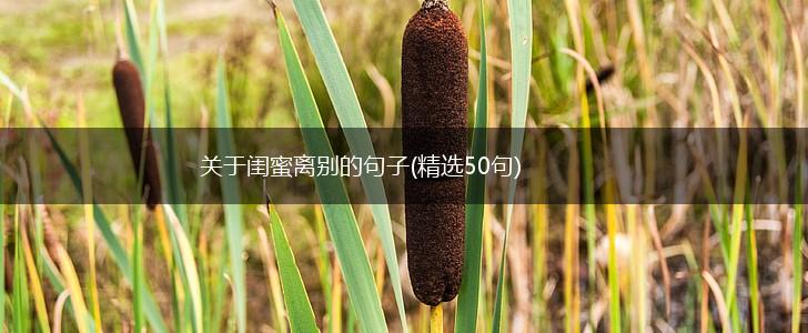 关于闺蜜离别的句子(精选50句),第1张